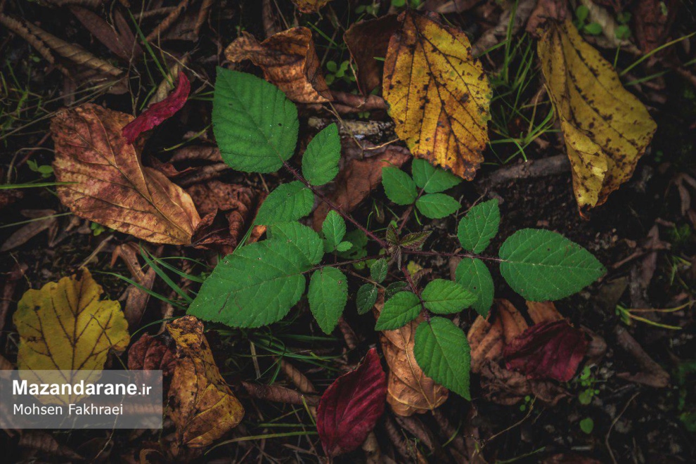 photo ۲۰۱۷ ۱۲ ۱۸ ۱۹ ۵۴ ۴۷