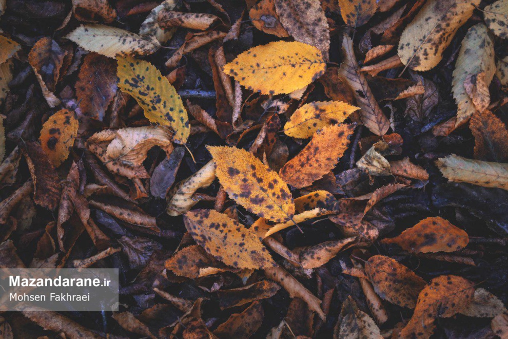 photo ۲۰۱۷ ۱۲ ۱۸ ۱۹ ۵۵ ۱۸