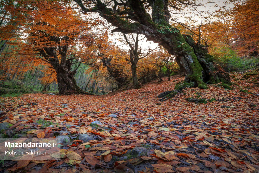 photo ۲۰۱۷ ۱۲ ۱۸ ۱۹ ۵۵ ۳۰