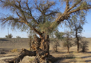 دیو سیاه کهور در لباس فرشته سبز + صوت