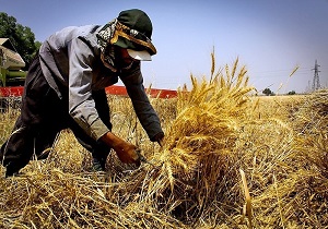 ۴ میلیون و ۱۰۰ هزارتن گندم از کشاورزان خریداری شد