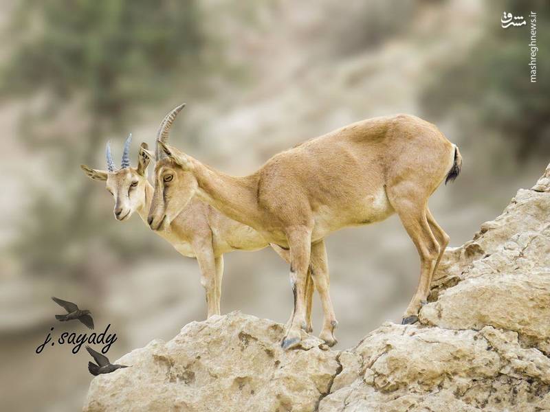 تصویری دیدنی از حیات وحش بوشهر