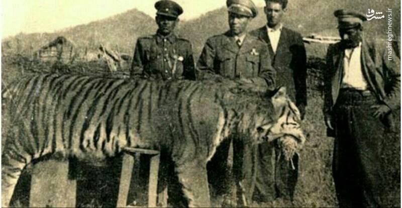 عکسی از آخرین “بَبر” مازندران