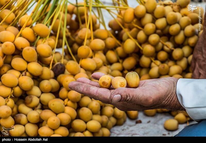 برداشت رطب در آبادان